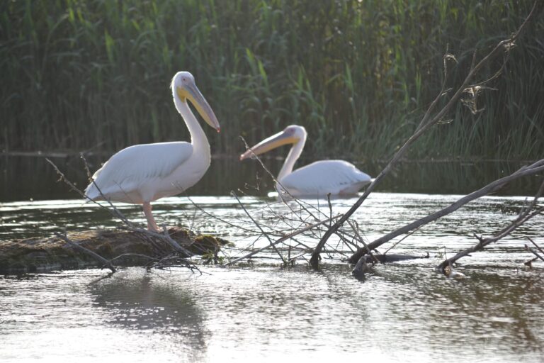 Atracții turistice în Delta Dunării