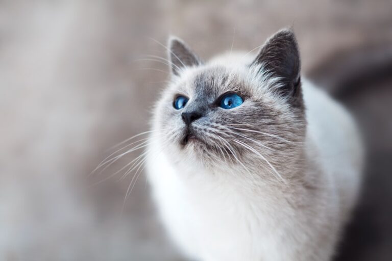 Ghidul de Îngrijire a Animalelor de Companie: Cum să Vă Asigurați că Prietenii Voștri Fideli Sunt Fericiți și Sănătoși