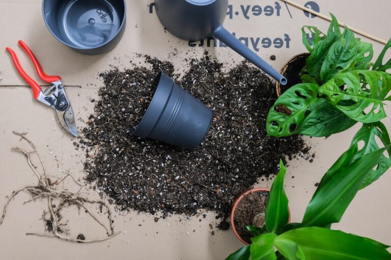 Cele Mai Bune Practici pentru Îngrijirea Plantelor de Interior și Crearea unei Grădini Verzi în Propria Casă