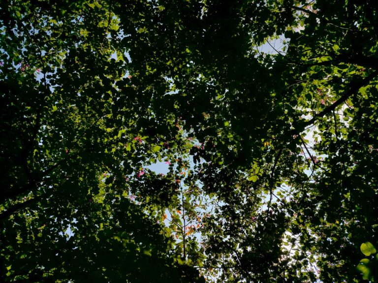 Secretele unei vieți pline de bucurii mici: Găsește frumusețea în detalii