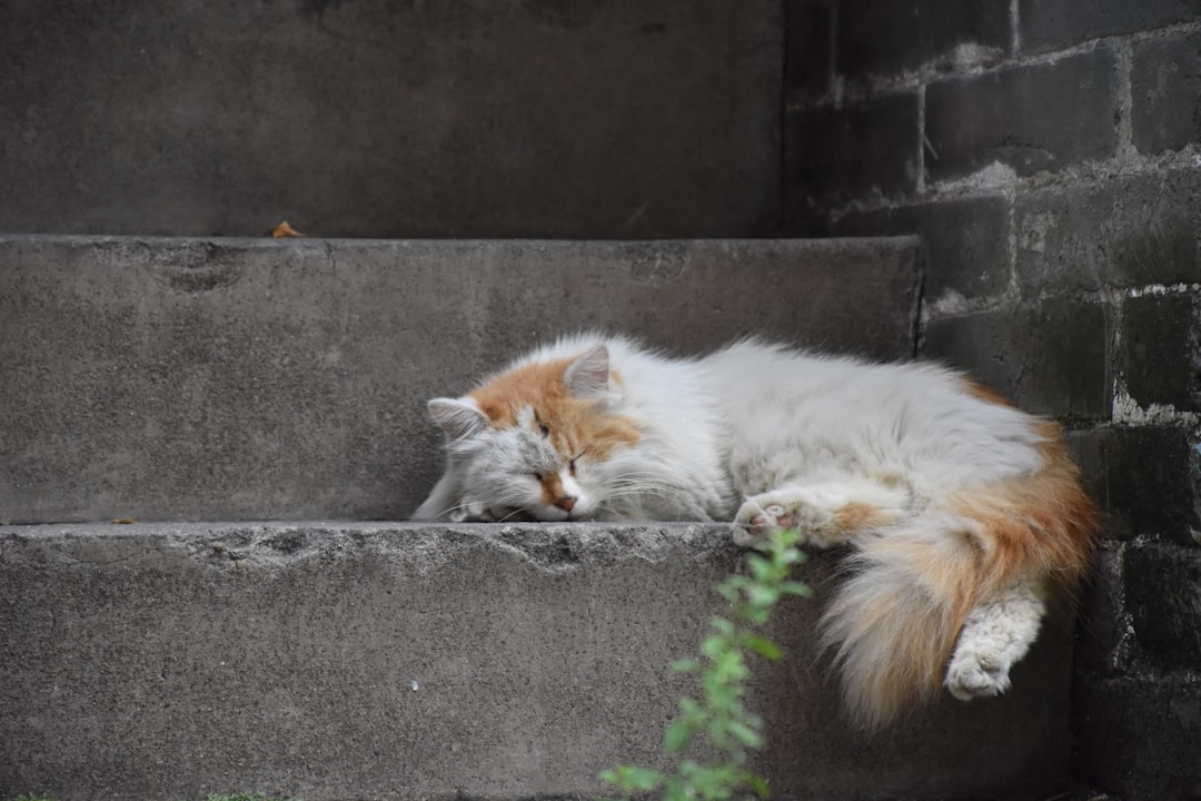 Photo Sleeping position