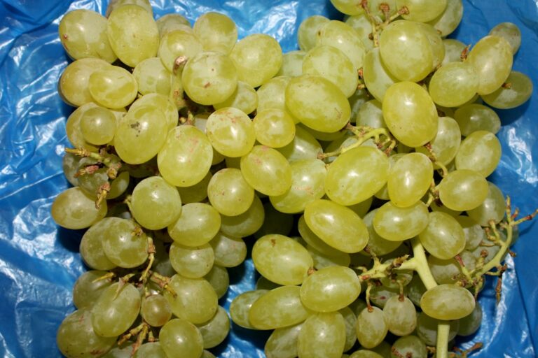 Se scrie vino-mi sau vinomi?